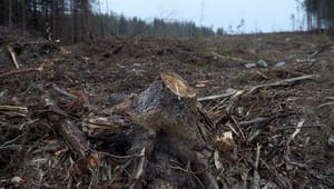 Greenpeace: Sätt klimatet före skogsindustrins intressen 
