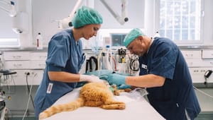 Svensk djursjukvård: Att utbilda fler veterinärer är den viktigaste åtgärden