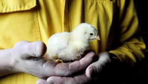 Nu måste regeringen agera för att säkra svensk kyckling