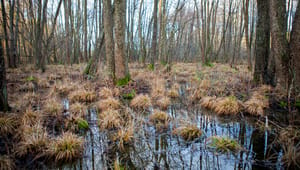 Naturvårdsverket tvekar inför Skogsstyrelsens tolkning av EU-dom