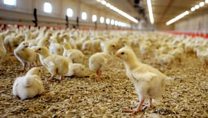 Djurens rätt: Säkra matproduktionen utan djurfabriker