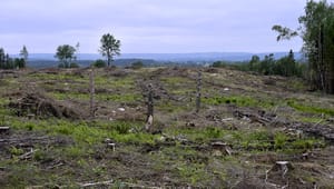 Avverkning av skog utgör det största hotet mot biologisk mångfald