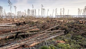 Replik: Skogsindustrin måste sluta blunda för klimatkrisen