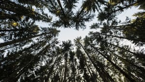 Replik: Aktivt skogsbruk avgörande för klimatomställning