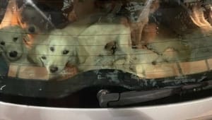 Riksdagen markerar mot begränsning av smuggelhundskontroller