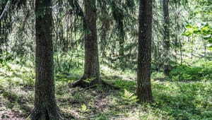 Skydda Skogen: Ställ Skogsstyrelsen till svars