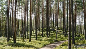 Oacceptabelt att Skogsstyrelsen lämpar över utredningsansvar på skogsägarna