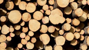 Sveaskog drar ner på avverkningen:  ”Inte ett svar på någon kritik”