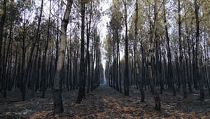 Svårare nå klimatmål när kolförrådet i växande skog inte ökar lika snabbt 