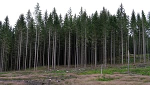 Naturskyddsföreningen och WWF: Skogsstyrelsen bryr sig mer om skogsnäringens synpunkter än våra
