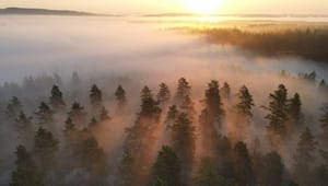 Sex förslag för att förenkla för svenska skogsägare