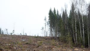 Replik: Dra inte förenklade slutsatser om den norrländska skogen