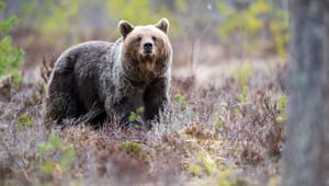 Björnjakt i Jämtland ska upp på högsta nivå