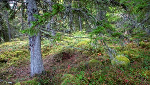 Hur blev skyddet av Sveriges skogar ett EU-problem och vad kan göras åt det?