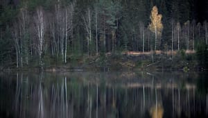 Replik: Ska skogen vara ett friluftsmuseum enligt Miljöpartiet?