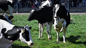 Kampanjen mot kornas betesrätt är dålig PR för mjölkbönder, LRF