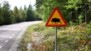 Jägarnas riksförbund: Därför måste allmänheten uppmuntras att äta mer vildsvinskött