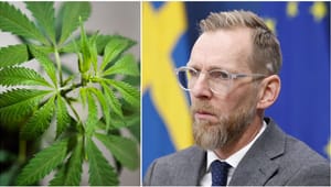 Tysklands cannabismisstag riskerar att dra med Sverige i fördärvet, Forssmed