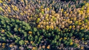 Lösare tyglar när Bryssel vill underlätta för skärpt skogsövervakning