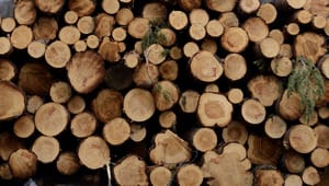 Skogsstyrelsens gd: Vi hamnar inför omöjliga avvägningar