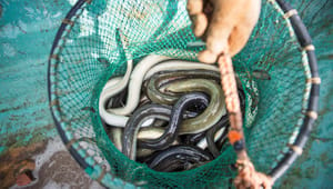 Kursändring om ålfisket – regeringen vill stoppa utfasning