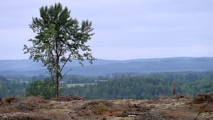 Replik: Skogsstyrelsen kan inte föregripa politiska beslut, Darpö
