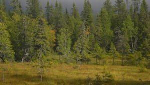 Ändrade köregler för statens skogskydd