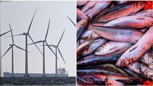 Replik: Svenskt fiske hotas inte av havsbaserad vindkraft