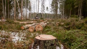 Klimatstrid om skogen klar i EU