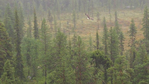 Jokkmokk kommun får elva nya naturreservat