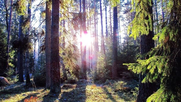 "Hållbarhet i skogen kan bara uppnås med planering på landskapsnivå"