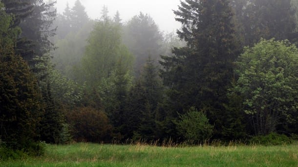 Efter 18 år – riksdagen granskar statliga skogsförsäljningar
