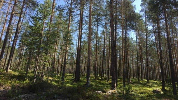 Skogsstyrelsen: Hur ser Mellanskog på sektorsansvaret?
