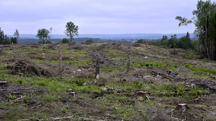 Avverkning av skog utgör det största hotet mot biologisk mångfald