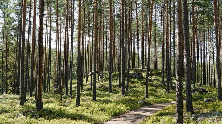 Oacceptabelt att Skogsstyrelsen lämpar över utredningsansvar på skogsägarna
