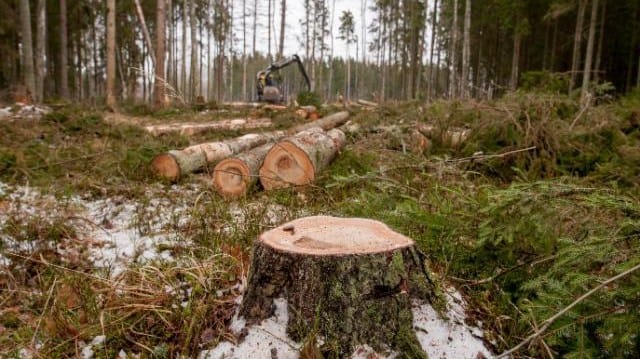 Bitig övning för den som ska reda ut avskogningsfrågorna