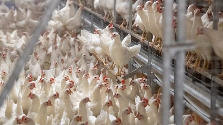 De storskaliga djurfabrikerna är ett hot mot klimatmålen
