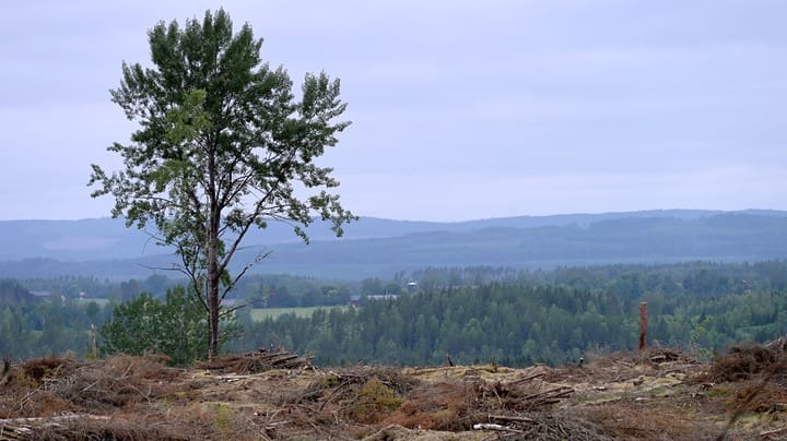 Replik: Skogsstyrelsen kan inte föregripa politiska beslut, Darpö