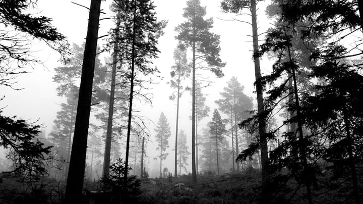 Miljömålsberedningen tar sig an skogsrapport med sprängkraft